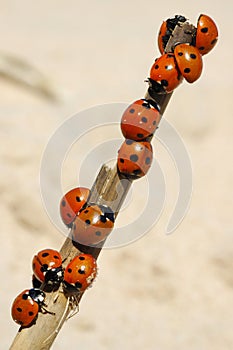 Ladybirds