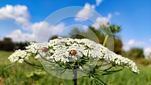 Ladybird on carrot flower with blue sky