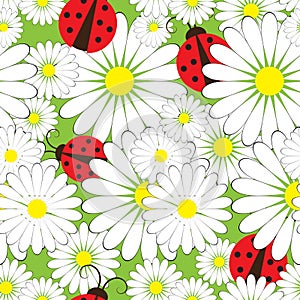 Ladybirds and chamomile