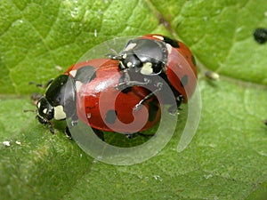 Ladybirds In Cop 01 photo