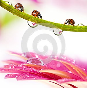 Ladybirds and dewy flower