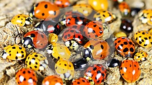 Ladybirds on green leaf