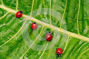 Ladybirds on the green leaf after rain
