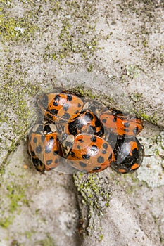 Ladybirds hibernating in the crevice of a headstone