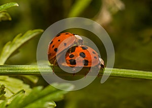 Ladybirds ladybugs