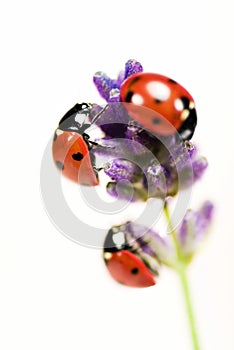 Ladybirds on lavender