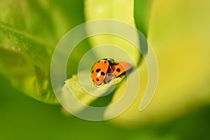 Ladybirds on a leaf macro