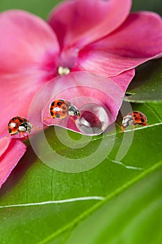 Ladybirds between water drops