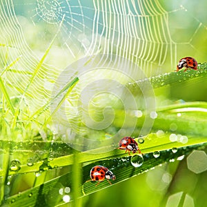 Ladybirds between water drops