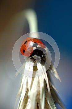 Ladybug