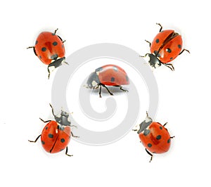 Ladybug photo