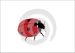 Ladybug
