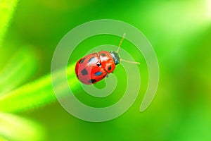 Ladybug