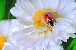 Ladybug