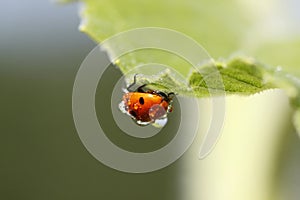 Ladybug