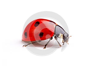 Ladybug photo