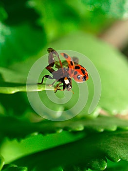 Ladybug photo