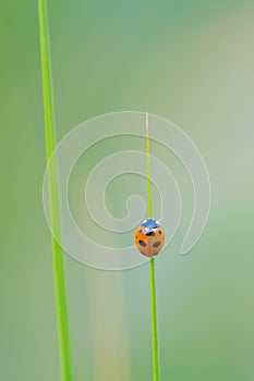 Ladybug