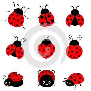 Ladybug photo