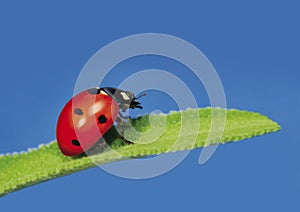 Ladybug 2_2