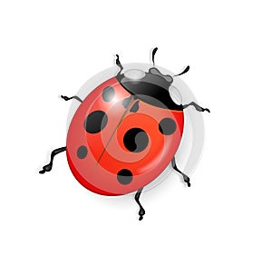 Ladybug