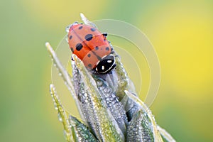 Ladybug on Scotchbroom Flower Buds