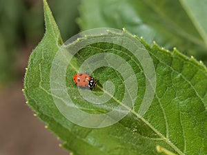 Ladybug