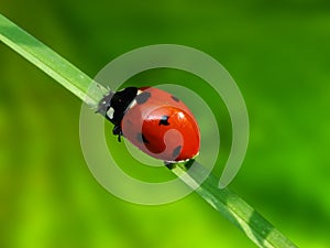 Ladybug