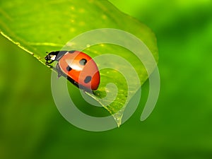 Ladybug