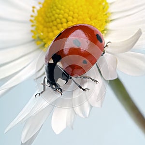 Ladybug photo