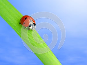 Ladybug