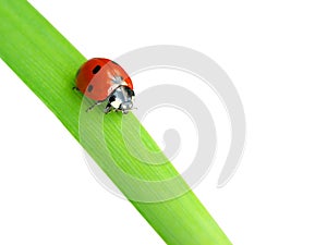 Ladybug