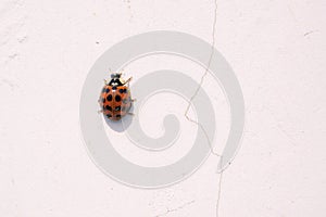 Ladybug