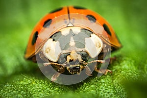 Extreme magnification of a Ladybug standing on a green leaf photo