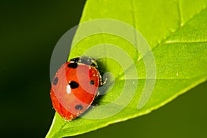 Ladybug