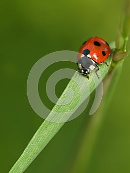 Ladybug
