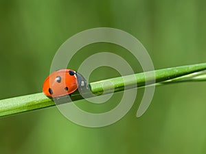 Ladybug