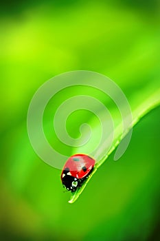 Ladybug