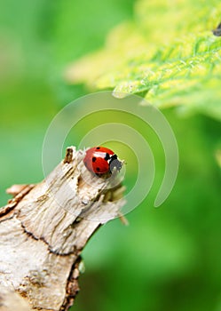 Ladybug