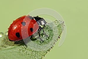 Ladybug