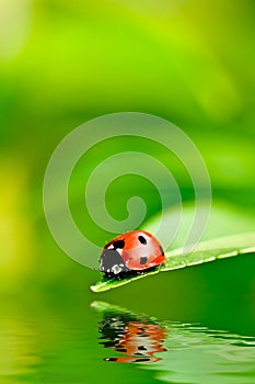 Ladybug