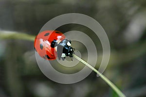 Ladybug