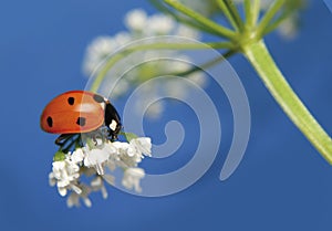 Ladybug 5