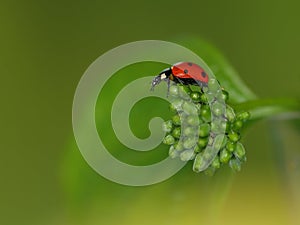 Ladybug