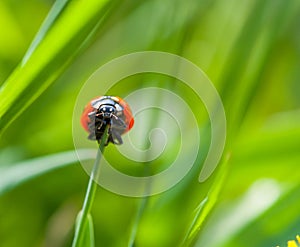 Ladybug