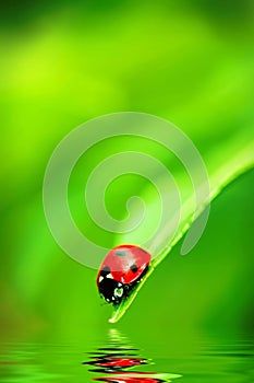 Ladybug