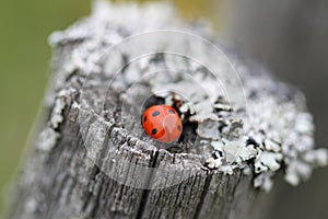 The ladybug