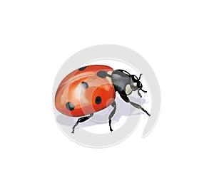 Ladybug