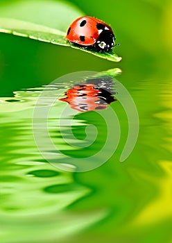 Ladybug