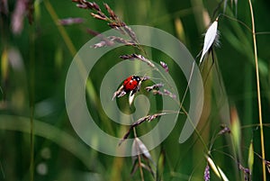 Ladybug